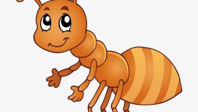 قصصة اللاطفال قصيرة بعنوان أمنية نملة